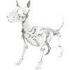 Skeletal Hound Anatomy Print