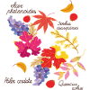 Autumn leaves and grapes