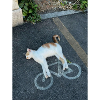 Chat sur la piste cyclable