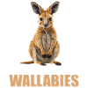 Wallabies Wallaby