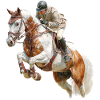 Cavalier sauteur au galop