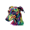 Farbexplosion Hund Portrait