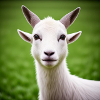 White goat in close-up
