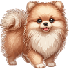 Pomeranian puppy