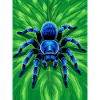 Gooty Sapphire Tarantula Brilliant blue spider