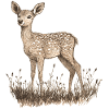 roe deer