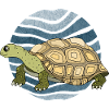 tortoise