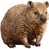 Wombats Wombat