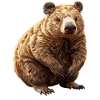 Wombats Wombat