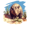 Wombats Wombat