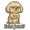 Really? – Annoyed Maltese