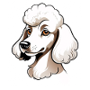 Cartoon Pudelkopf Illustration