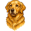 Golden Retriever Dog Portrait