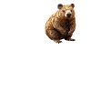 Wombats Wombat