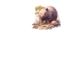 Wombats Wombat