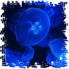 Neon jellyfish underwater magic