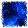 Glowing Blue Jellyfish with Bioluminescence