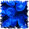 Fascinating Bioluminescence, Blue Jellyfish