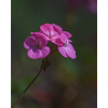 fleurs roses