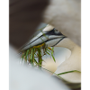 A Gannet framed but other Gannets