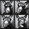 Funny Donkey Photo Box Sunglasses