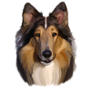 Collie Portrait Painterly Style