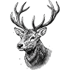 Deer Head Woodcut