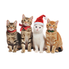 cat in christmas