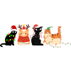Chat à Noël