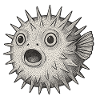 Stachelfisch Überraschung Kugelfisch