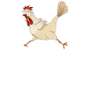 Je parle au poulet