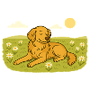Chien