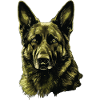 German Shepherd Portrait Green