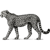 Black and White Leopard Pattern