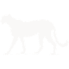 Guépard