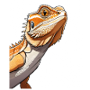 Bearded Dragon Orange Illustration