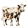 Kuh mit Kalb – Zeitlose Bauernhof-Illustration