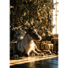 Reindeer under Christmas Lights