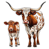Longhorn mit Kalb – Westernklassiker 