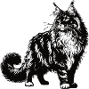 Maine Coon Design – Majestueux et imposant