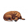 My dachshund - my heart