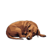Mein_Dackel_mein_Herz_rotbraun