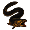 Fascinating eel in the water