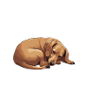 Mein_Dackel_Mein_Herz_blond