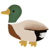 Mallard Duck Minimal Illustration