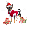 Dog Christmas