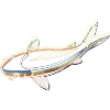 Schillernder Koi-Fisch – Bunt und elegant