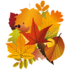 Autumn Fall Leaves