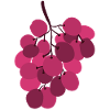 Vivid Pink Grapes Cluster