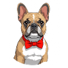 Elégant bouledogue avec nœud papillon rouge